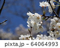湖面の桜 64064993