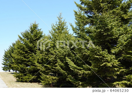 モエレ沼公園のトドマツ 64065230