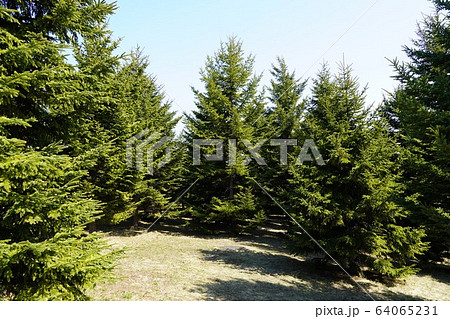 モエレ沼公園のトドマツ モエレ沼公園のトドマツ 64065231