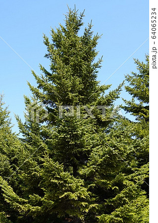 モエレ沼公園のトドマツ 64065234