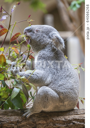 【コアラ】ユーカリの葉っぱを食べるコアラ 【コアラ】ユーカリの葉っぱを食べるコアラ 64066268