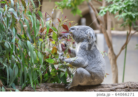 【コアラ】ユーカリの葉っぱを食べるコアラ 64066271