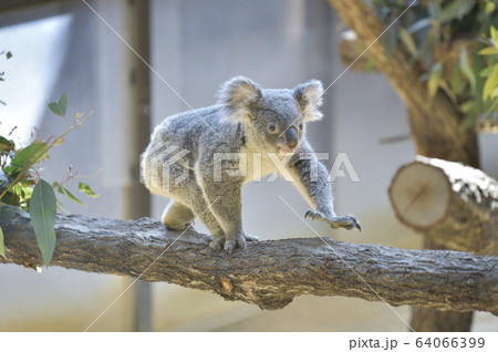【コアラ】木の上を歩くコアラ 64066399