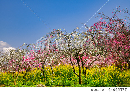 花桃と菜の花のある風景 64066577