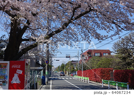 桜のある閑静な住宅街 (東京都杉並区善福寺四丁目) 桜のある閑静な住宅街 (東京都杉並区善福寺四丁目) 64067234