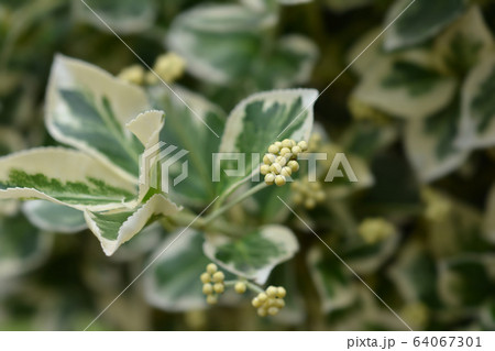 Wintercreeper Emerald Gaiety Wintercreeper Emerald Gaiety 64067301