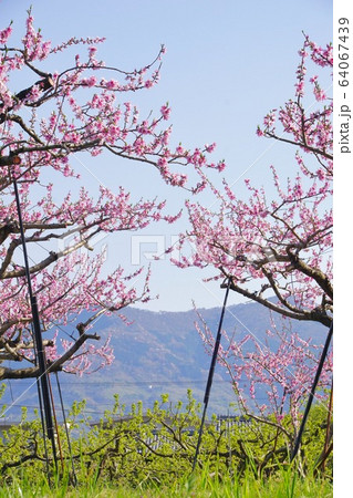 満開の桃の木 和歌山県紀の川市 満開の桃の木 和歌山県紀の川市 64067439