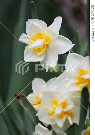 八重咲き水仙 64067629