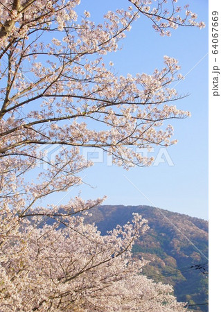 満開の桜　和歌山県紀の川市粉河 64067669