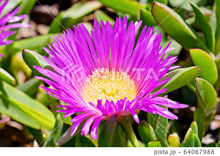 Blooming flower of Carpobrotus Chilensis on sand 64067988