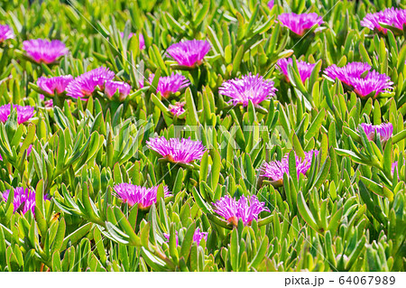 Blooming flower of Carpobrotus Chilensis on sand 64067989