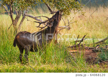 Male sambar (Rusa unicolor) deer eating tree leaves in the forest of Ranthambore National Park, Rajasthan, India Male sambar (Rusa unicolor) deer eating tree leaves in the forest of Ranthambore National Park, Rajasthan, India 64068120