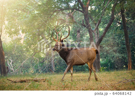Beautiful male sambar (Rusa unicolor) deer walking in the forest of Ranthambore National Park, Rajasthan, India 64068142