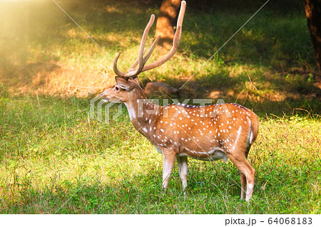 Beautiful male chital or spotted deer in Ranthambore National Park, Rajasthan, India 64068183