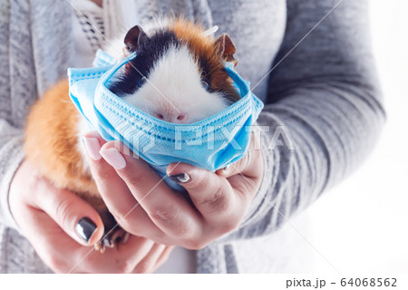 Close up view cute guinea pig in a protective mask in woman's hands against light grey background. 64068562
