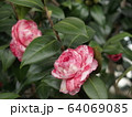 紅白の椿 64069085