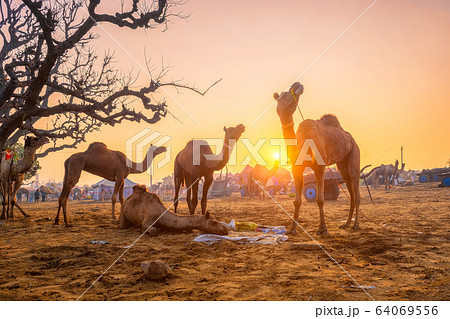 Pushkar mela camel fair festival in field eating chewing at sunset. Pushkar, Rajasthan, India 64069556