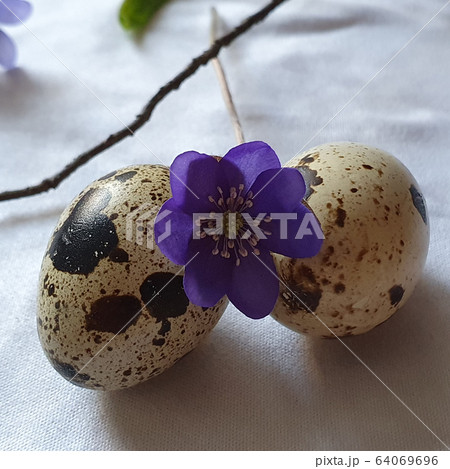 Quail eggs. Easter. Top view, copy space Quail eggs. Easter. Top view, copy space 64069696