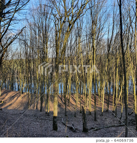 Deforestation effect, Europe. Higt angle view. Directly above. 64069736
