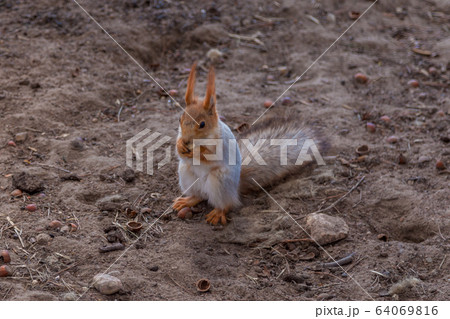 Russia. A red squirrel on the ground nibbles nuts in a nearby Park in Saint Petersburg. 64069816
