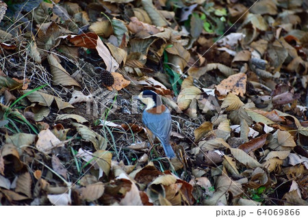 落ち葉とヤマガラ  64069866