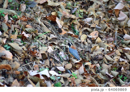 落ち葉とヤマガラ 落ち葉とヤマガラ 64069869