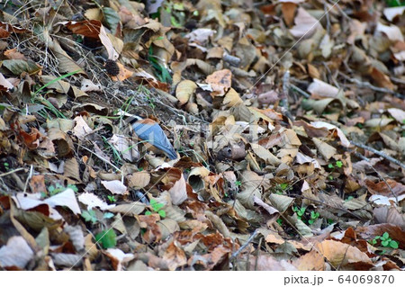 落ち葉とヤマガラ 落ち葉とヤマガラ 64069870