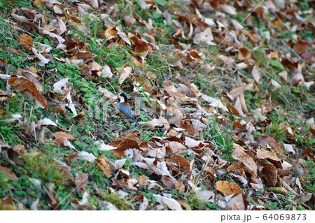 落ち葉とヤマガラ  64069873