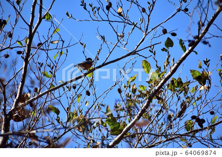 木の上のヤマガラ  64069874
