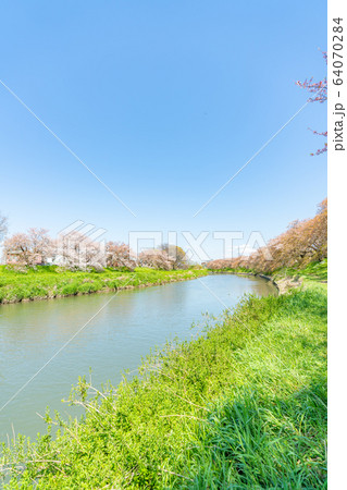 日本の春 埼玉県北越谷 北越谷元荒川堤の桜の風景 64070284