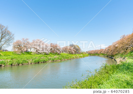 日本の春 埼玉県北越谷 北越谷元荒川堤の桜の風景 64070285