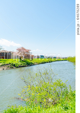 日本の春 埼玉県北越谷 北越谷元荒川堤の桜の風景 64070289