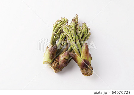 春の山菜 たらの芽 春の山菜 たらの芽 64070723