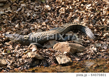 Snub Nosed Marsh Crocodile mugger crocodile (Crocodylus palustris) Snub Nosed Marsh Crocodile mugger crocodile (Crocodylus palustris) 64070801