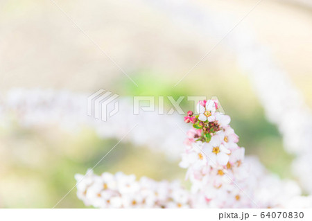 ユキヤナギ ユキヤナギ 64070830