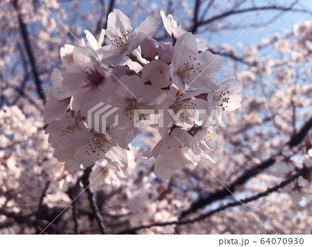 桜 64070930