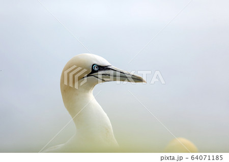 Northern gannet, detail portrait of sea bird Northern gannet, detail portrait of sea bird 64071185