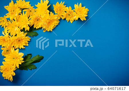 Beautiful orange chrysanthemums lie on a blue background. Beautiful orange chrysanthemums lie on a blue background. 64071617