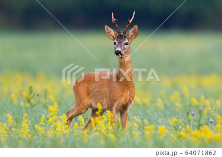 Dominant roe deer buck from front view on a meadow with flowers 64071862