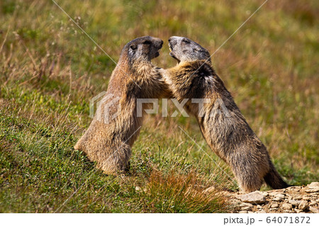 NORLHA ノラ FEATHER 黄色 RACETRACK MARMOT 