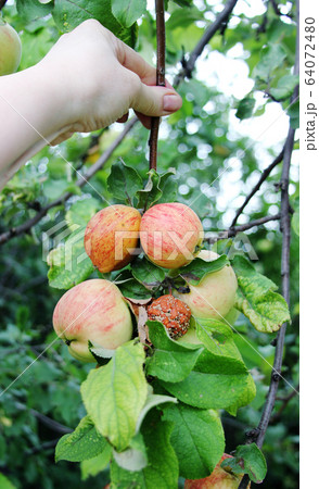 Monilia. Apples Infected by Fungal Disease Monilia fructigena in Orchard. Spoilage harvest 64072480