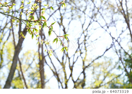 新緑 64073319