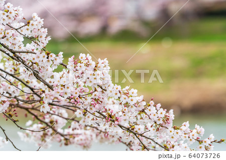満開間近の一目千本桜　宮城県大河原町 64073726