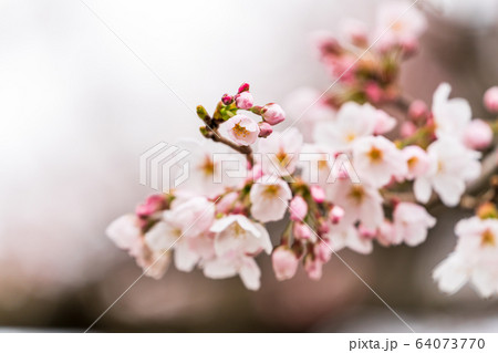 満開間近の一目千本桜 宮城県大河原町 満開間近の一目千本桜 宮城県大河原町 64073770