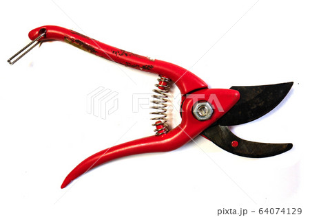 Secateur on a white background. Garden scissors. 64074129