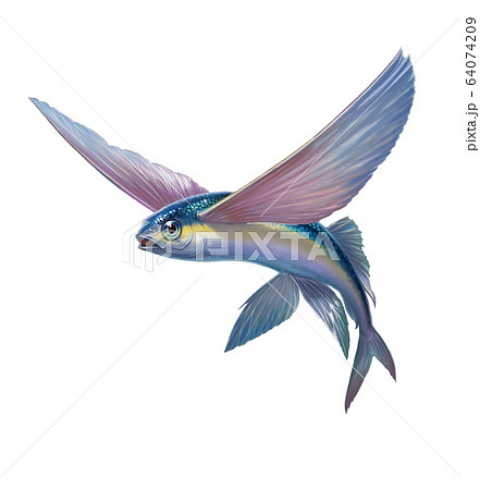 Flying fish jumping and flying on white Flying fish jumping and flying on white 64074209