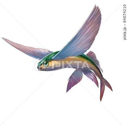 Flying fish yellow green  jumping and flying on white 64074210