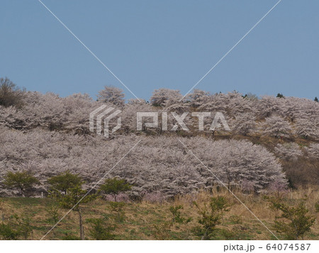 虎山の千本桜 虎山の千本桜 64074587