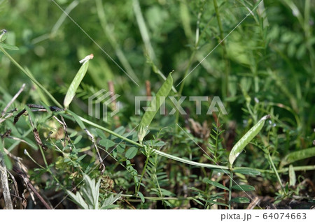 カラスノエンドウの若い実 64074663