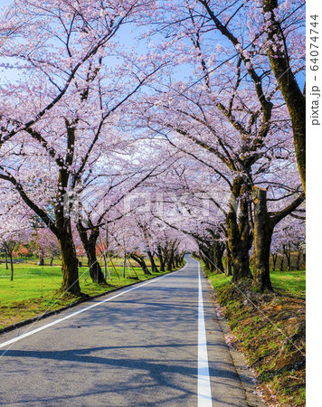 赤城南面千本桜(縦)1 赤城南面千本桜(縦)1 64074744